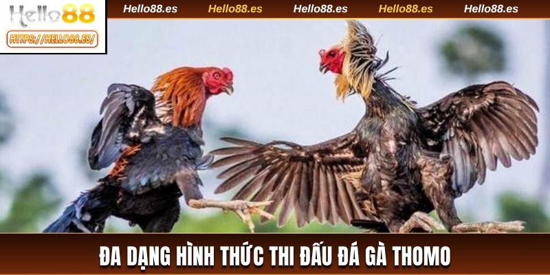 Đa dạng hình thức thi đấu đá gà Thomo