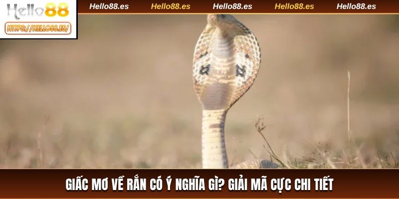 Giấc mơ về rắn