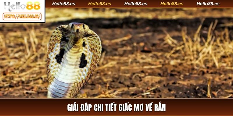 Giải đáp chi tiết giấc mơ về rắn