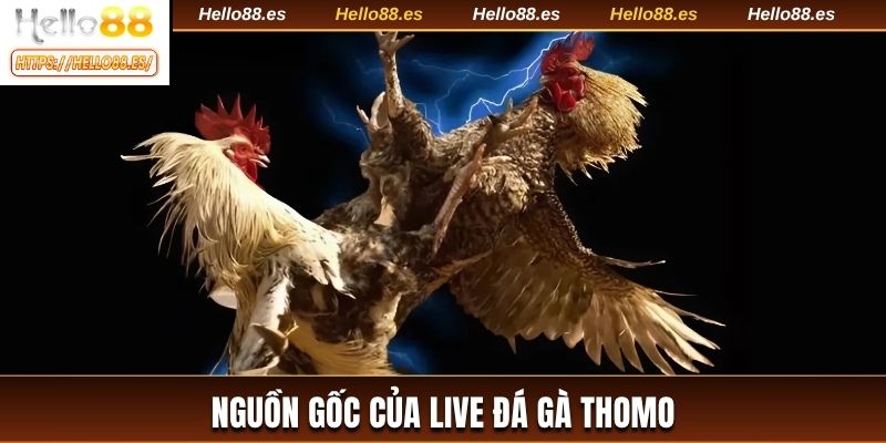 Nguồn gốc của live đá gà Thomo