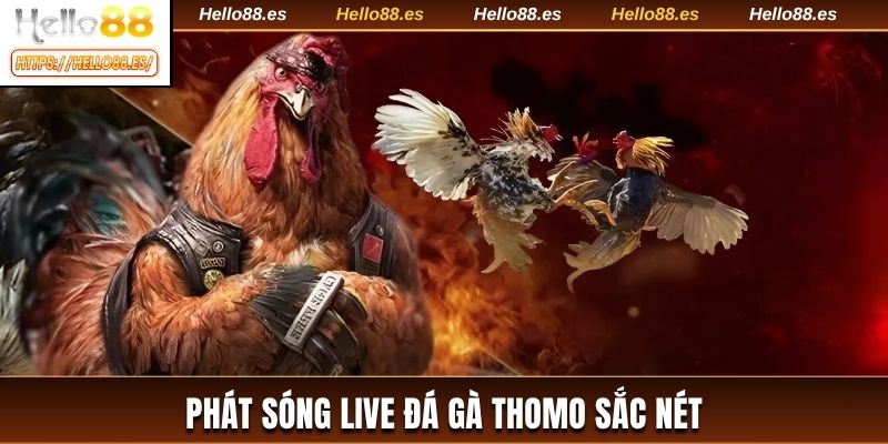 Phát sóng live đá gà Thomo sắc nét